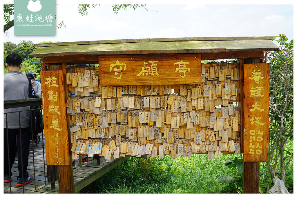 【桃園油桐花景點推薦】大溪賞桐花好去處 150年茄苳樹 十一指古道