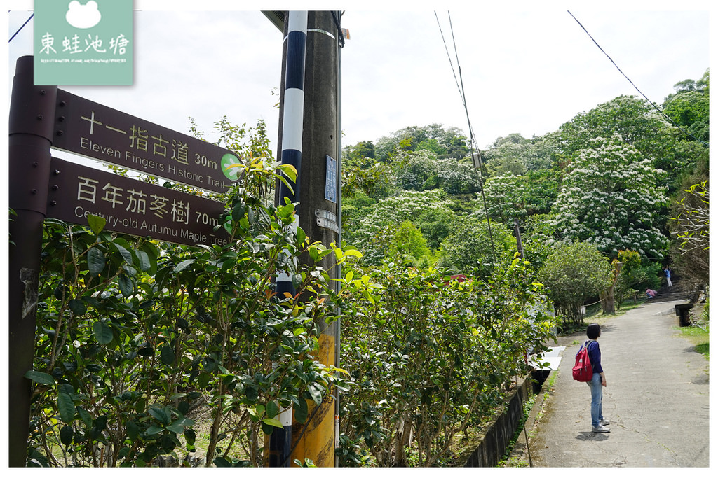 【桃園油桐花景點推薦】大溪賞桐花好去處 150年茄苳樹 十一指古道