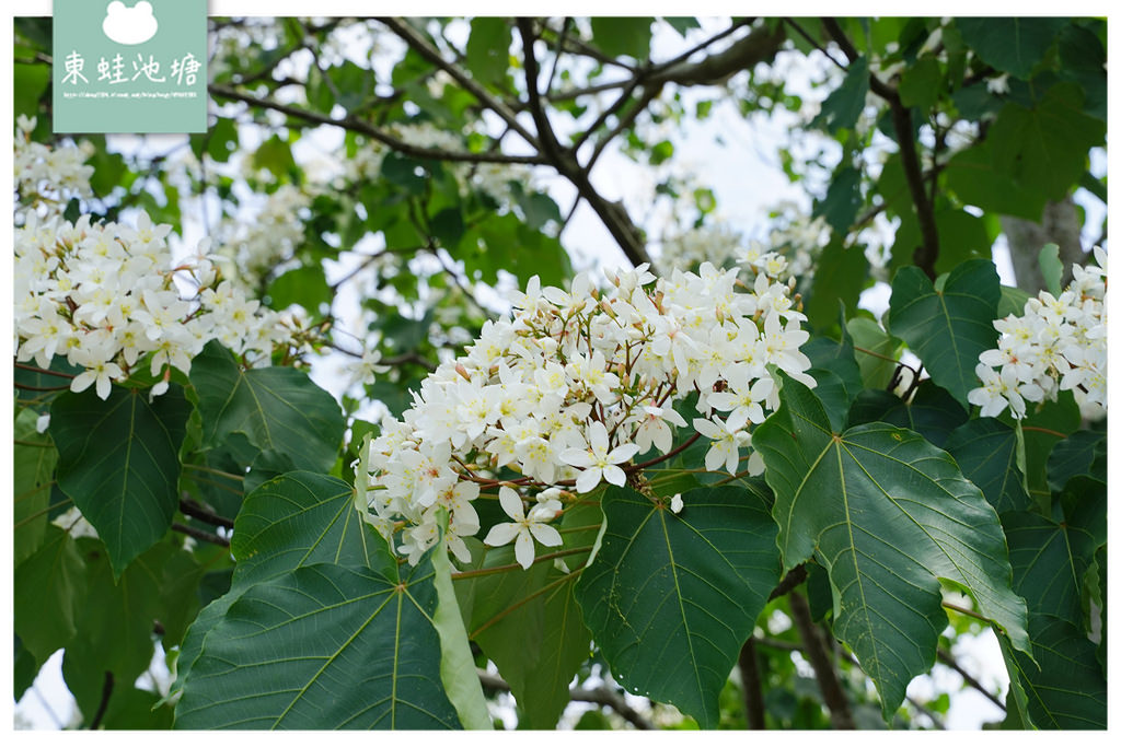 【桃園油桐花景點推薦】大溪賞桐花好去處 150年茄苳樹 十一指古道