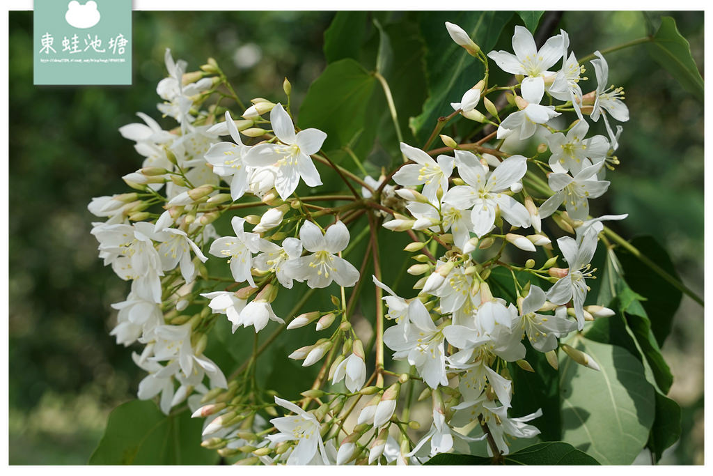 【桃園油桐花景點推薦】大溪賞桐花好去處 150年茄苳樹 十一指古道