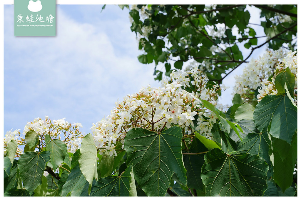 【桃園油桐花景點推薦】大溪賞桐花好去處 150年茄苳樹 十一指古道