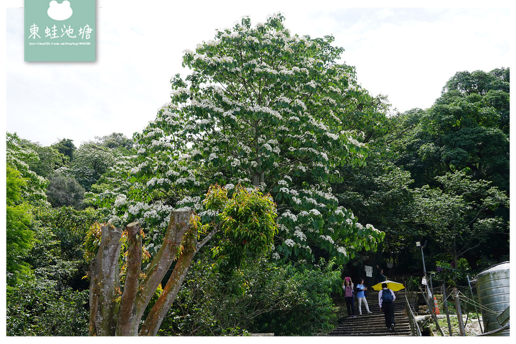 【桃園油桐花景點推薦】大溪賞桐花好去處 150年茄苳樹 十一指古道