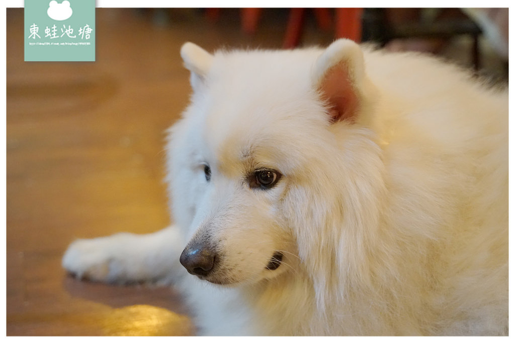 【內壢寵物餐廳推薦】大狗狗店長(伯恩山犬+邊境牧羊犬+薩摩耶犬) 美味燉飯咖哩飯 食。光機 Food Machine (寵物友善餐廳)