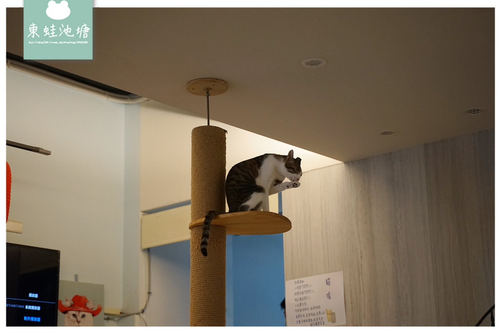 【中原大學寵物餐廳推薦】柏德社區內貓咪咖啡廳 不限時飲料無限暢飲 貓塢 Meow Woo 貓咪咖啡館