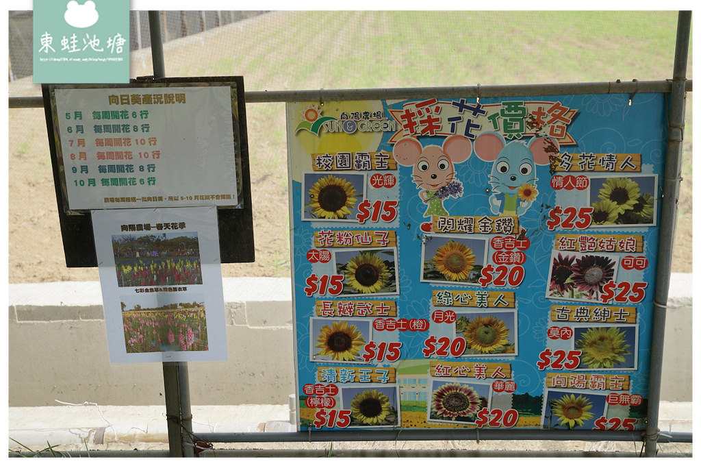 【桃園親子景點推薦】桃園觀音向日葵主題農場 夏日網美打卡景點 向陽農場Sun&Green