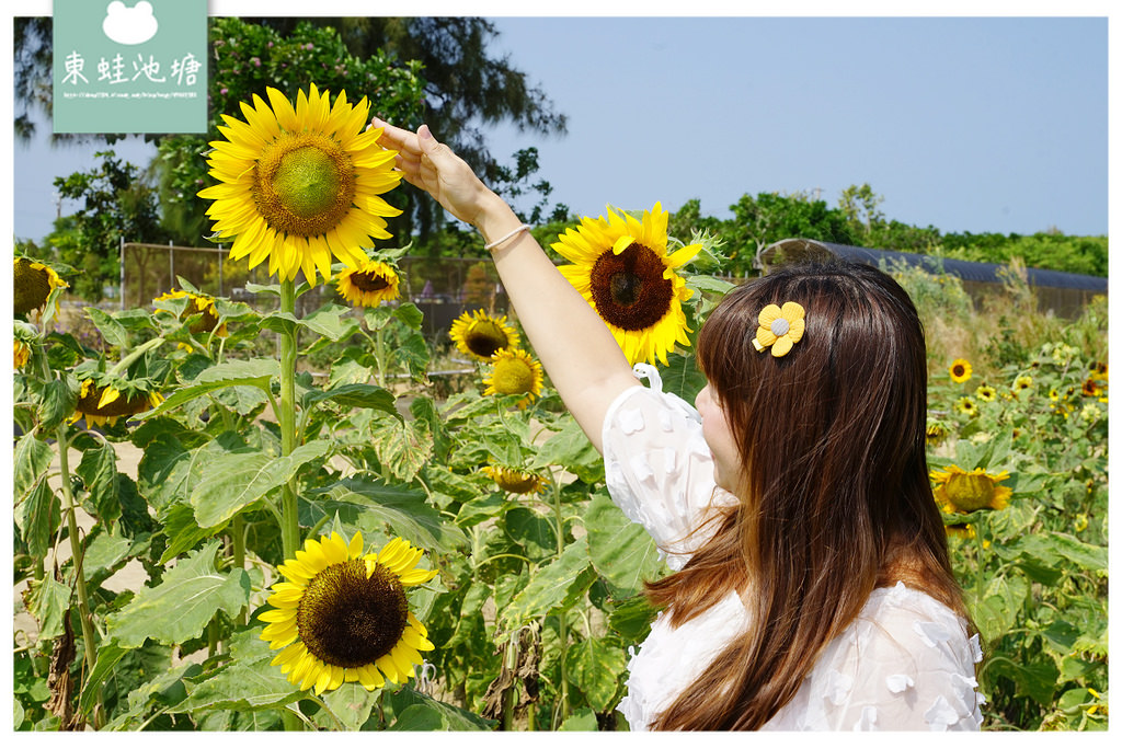 【桃園親子景點推薦】桃園觀音向日葵主題農場 夏日網美打卡景點 向陽農場Sun&Green