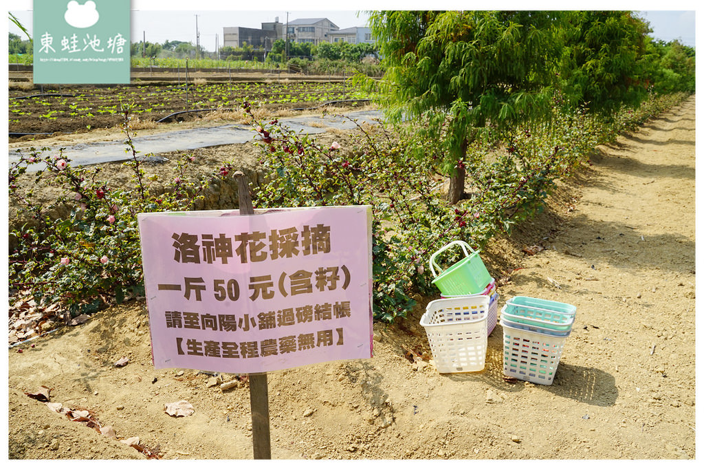 【桃園親子景點推薦】桃園觀音向日葵主題農場 夏日網美打卡景點 向陽農場Sun&Green