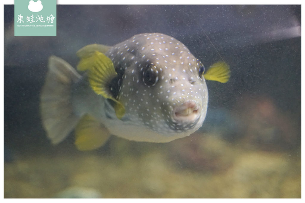 【屏東必訪親子景點推薦】海洋生物主題大型博物館 國立海洋生物博物館-海生館