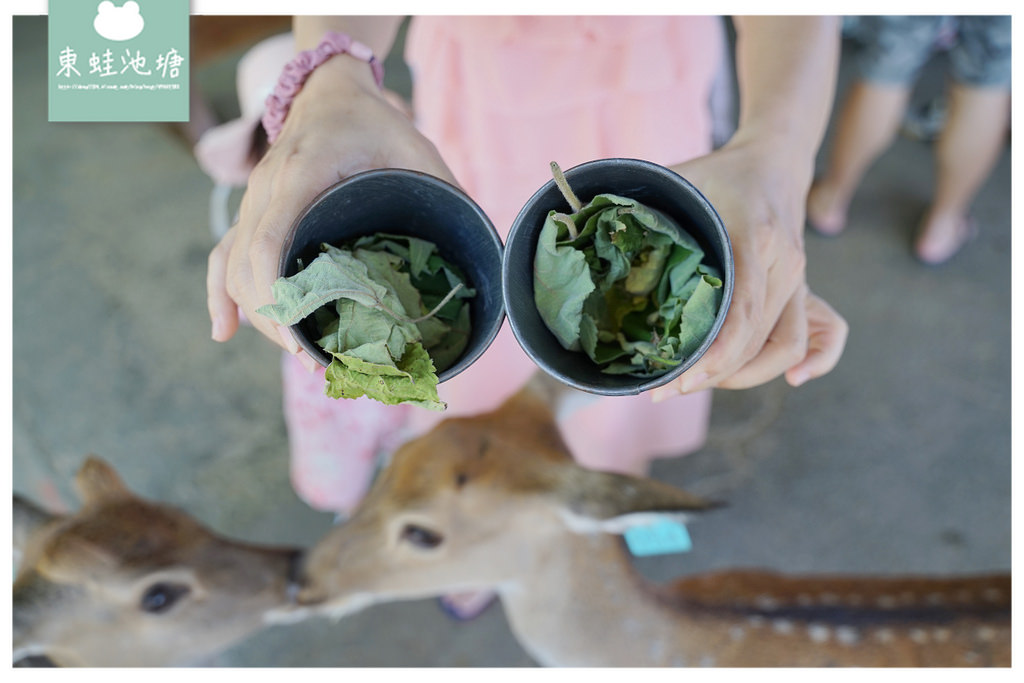 【屏東恆春親子景點推薦】台版小奈良餵鹿趣 零距離觸摸超萌梅花鹿 鹿境梅花鹿生態園區