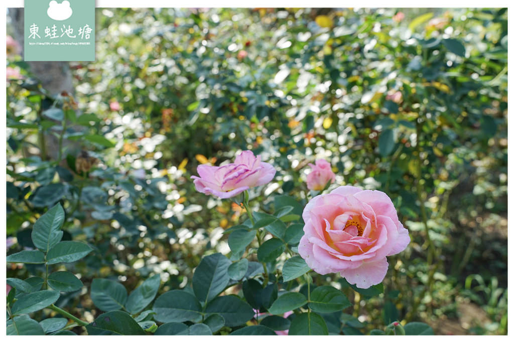 【苗栗三義免費景點推薦】2公頃香草植物花園 高科技LED密閉環控植物工廠 雅聞香草植物工廠