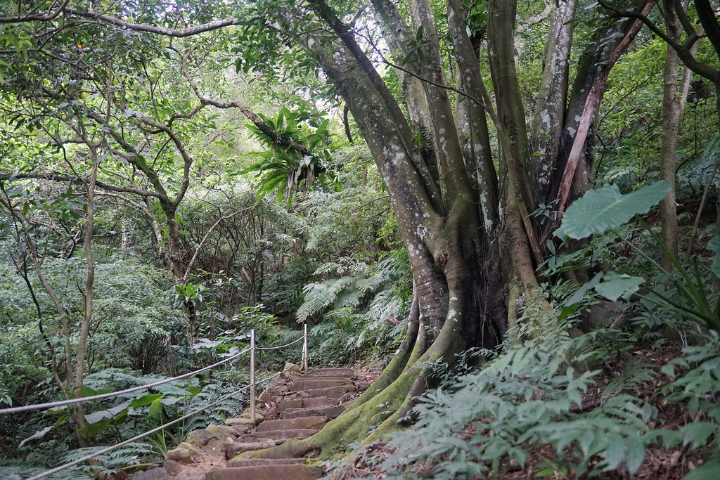 【臺北大縱走 taipei grand Trail 第六段】全長10公里 耗時6小時 你敢來挑戰嗎？