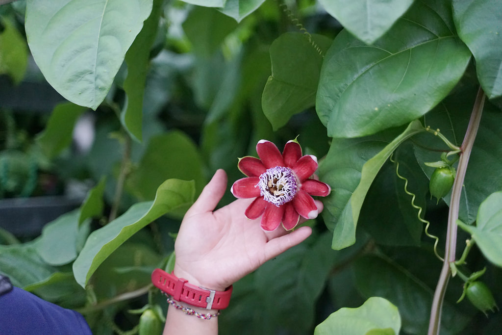 【花蓮必吃美食推薦】必吃九品蓮花鍋 花蓮在地野菜吃到飽 櫻の田野休閒養生館