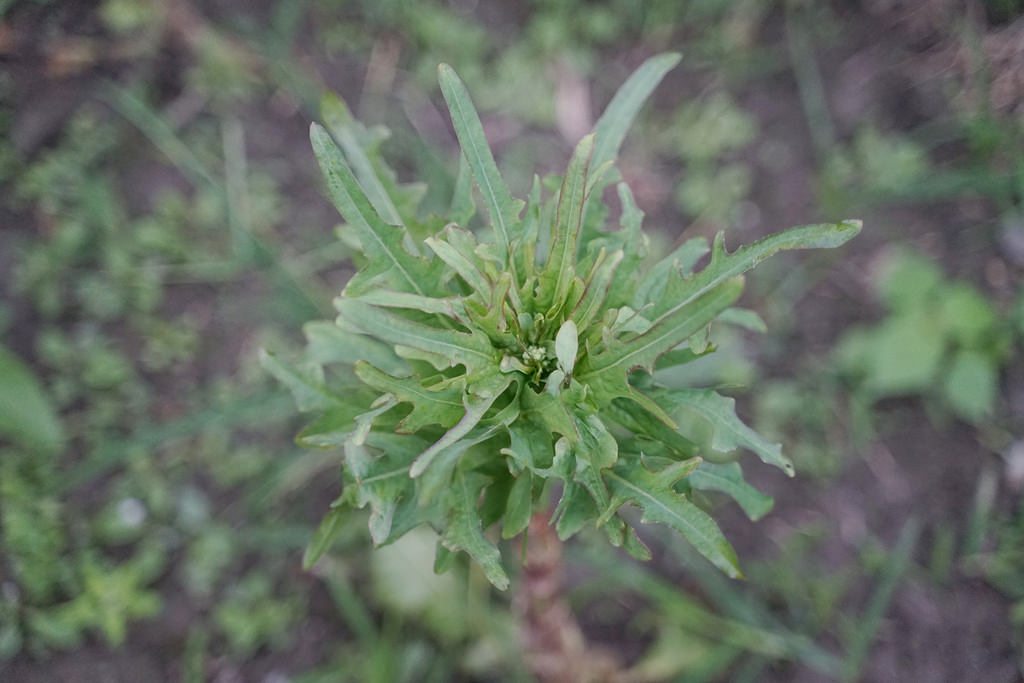 【花蓮必吃美食推薦】必吃九品蓮花鍋 花蓮在地野菜吃到飽 櫻の田野休閒養生館