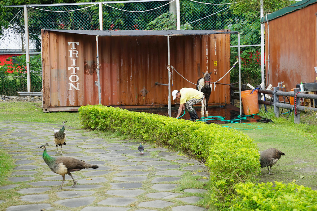 【花蓮免費親子景點】45公頃光華樂活園區 隨處可見小動物 台開心農場(洄瀾灣開心農場)