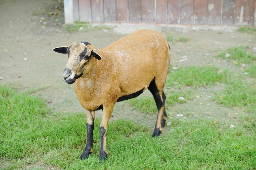 【花蓮免費親子景點】45公頃光華樂活園區 隨處可見小動物 台開心農場(洄瀾灣開心農場)