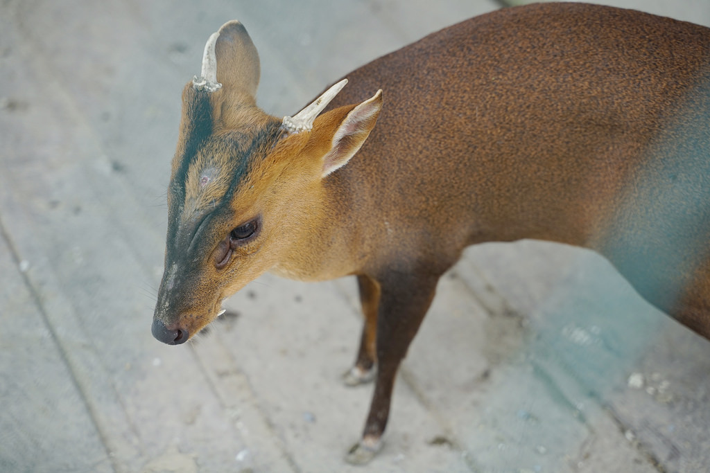 【花蓮免費親子景點】45公頃光華樂活園區 隨處可見小動物 台開心農場(洄瀾灣開心農場)