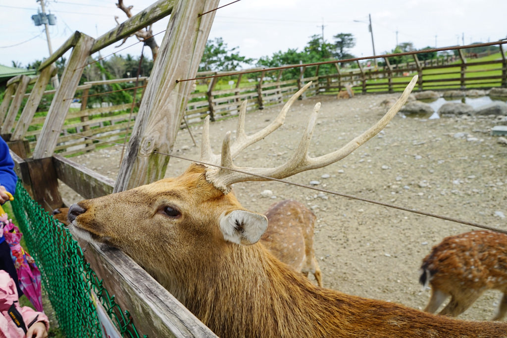 【花蓮免費親子景點】45公頃光華樂活園區 隨處可見小動物 台開心農場(洄瀾灣開心農場)