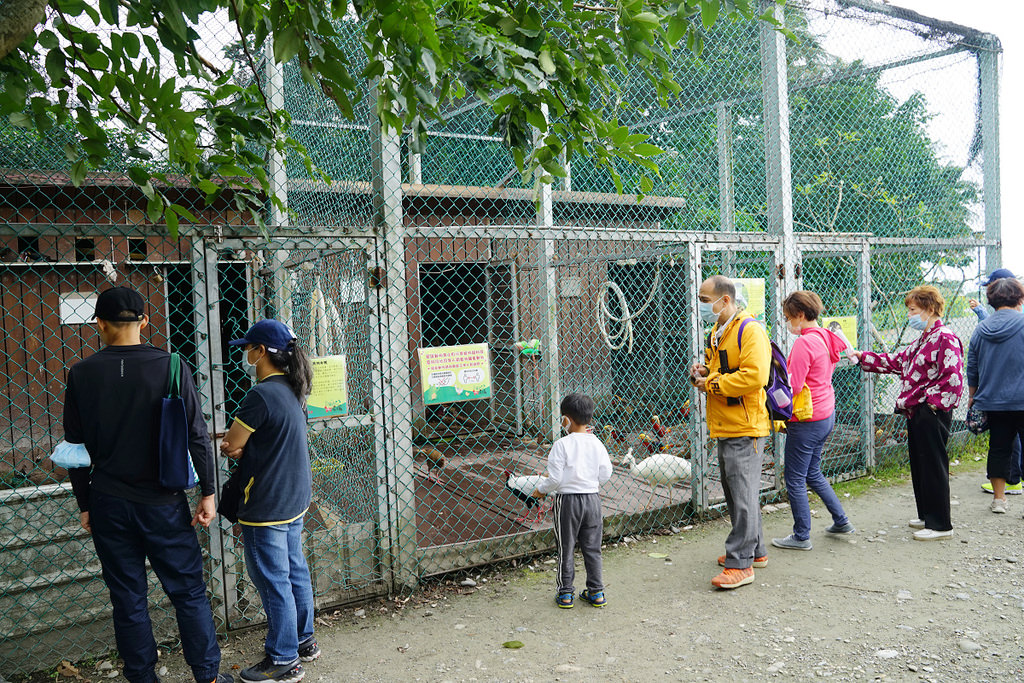 【花蓮免費親子景點】45公頃光華樂活園區 隨處可見小動物 台開心農場(洄瀾灣開心農場)