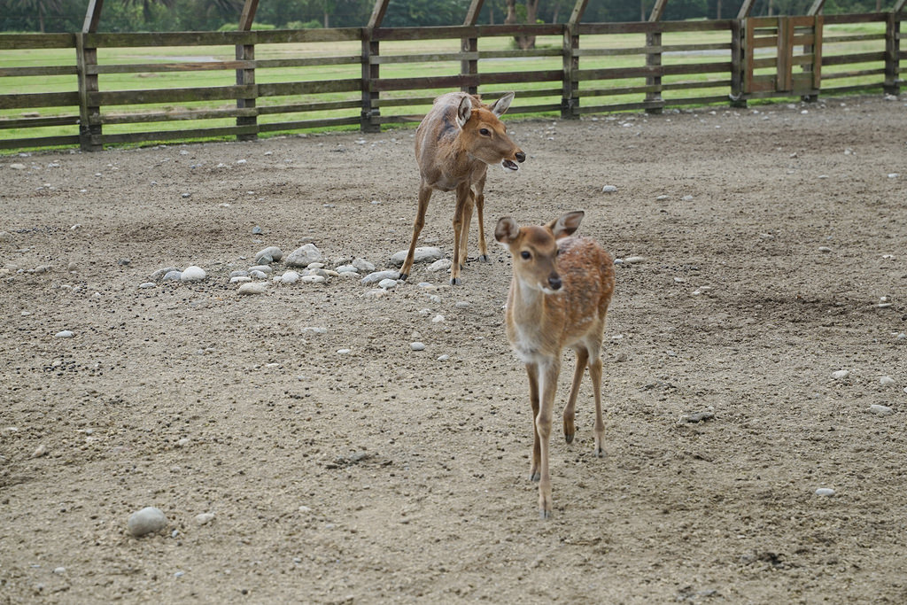 【花蓮免費親子景點】45公頃光華樂活園區 隨處可見小動物 台開心農場(洄瀾灣開心農場)