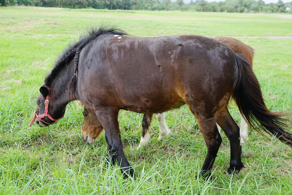 【花蓮免費親子景點】45公頃光華樂活園區 隨處可見小動物 台開心農場(洄瀾灣開心農場)