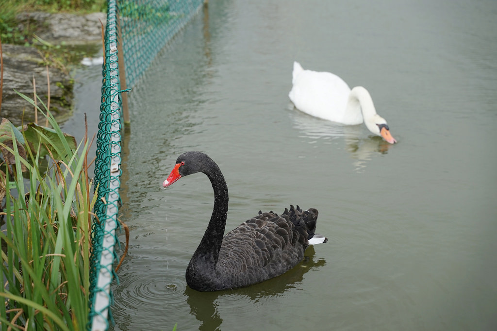 【花蓮免費親子景點】45公頃光華樂活園區 隨處可見小動物 台開心農場(洄瀾灣開心農場)