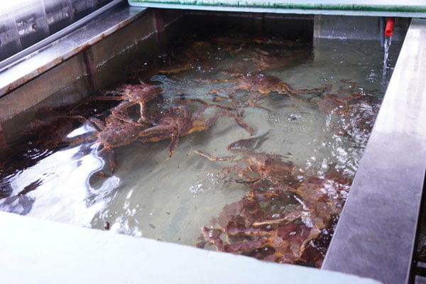 台中蛤蜊批發就在裕泰海產，餐廳進貨批發價超划算