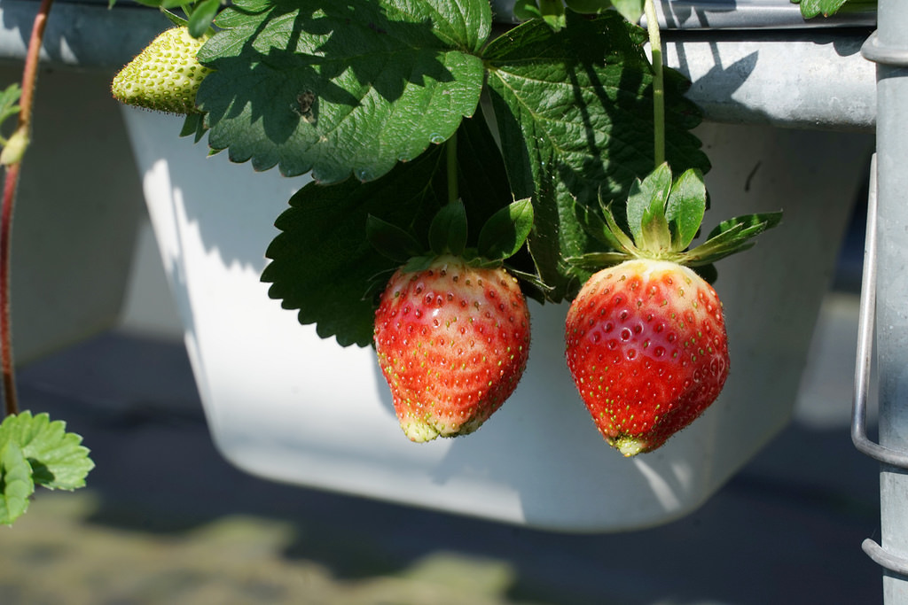 【新竹關西草莓園推薦】溫室番茄/高架草莓/土耕草莓 親子出遊好選擇 長鑫莓果農園