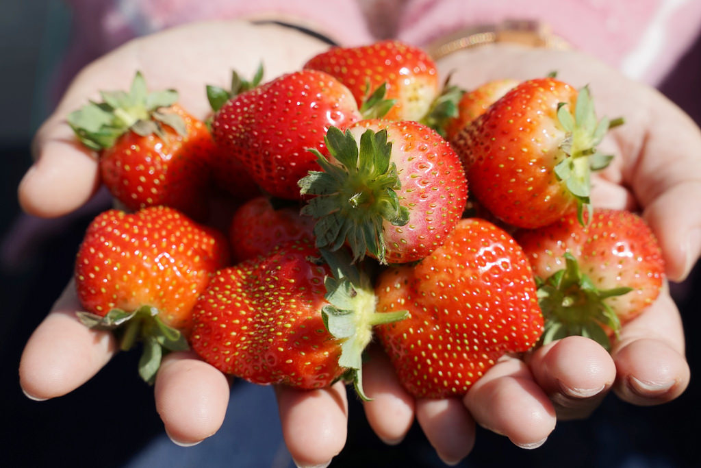 【新竹關西草莓園推薦】溫室番茄/高架草莓/土耕草莓 親子出遊好選擇 長鑫莓果農園