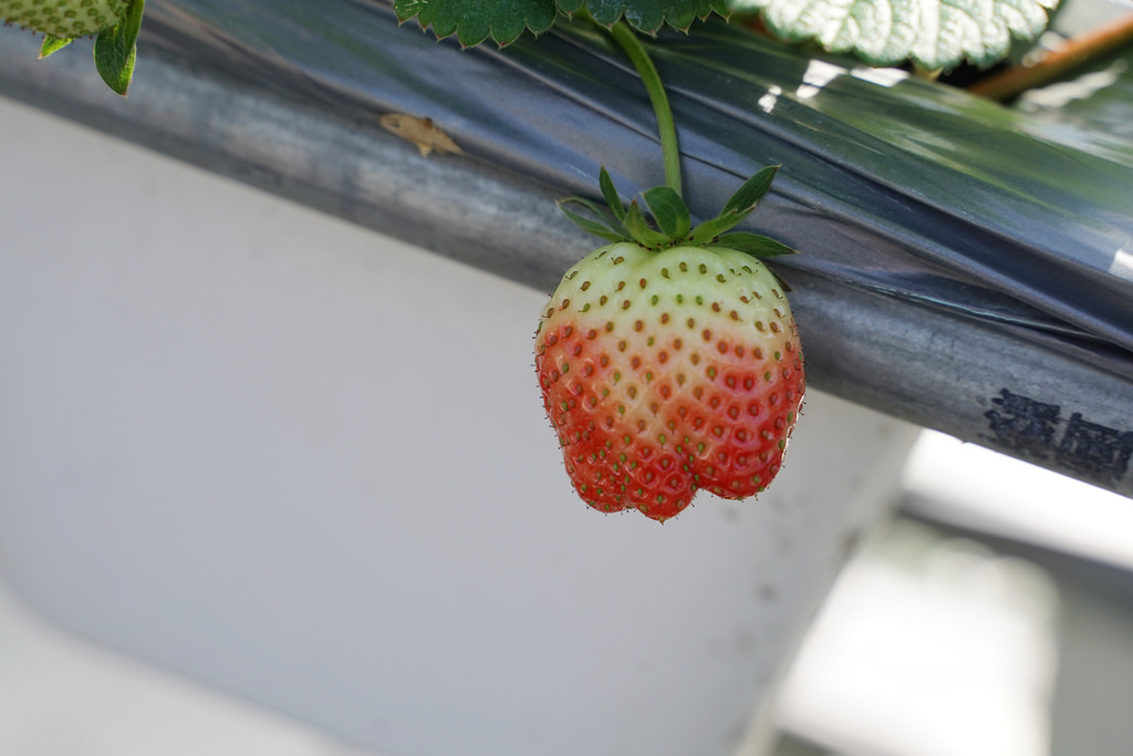 【新竹關西草莓園推薦】溫室番茄/高架草莓/土耕草莓 親子出遊好選擇 長鑫莓果農園