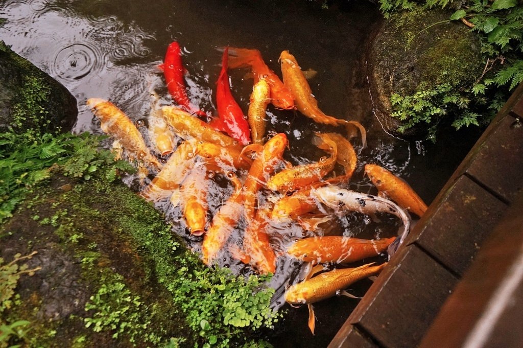 【花蓮鯉魚潭民宿推薦】花蓮螢火蟲住宿/親子友善民宿好選擇 潭心閣