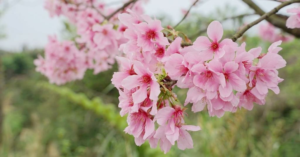 【三芝櫻花季賞櫻秘境推薦】八重櫻+紫藤花+杜鵑花盛開 小馬貝菈吃下午餐 三芝三生步道