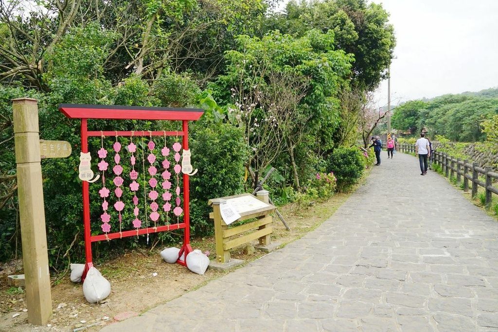 【三芝櫻花季賞櫻秘境推薦】八重櫻+紫藤花+杜鵑花盛開 小馬貝菈吃下午餐 三芝三生步道