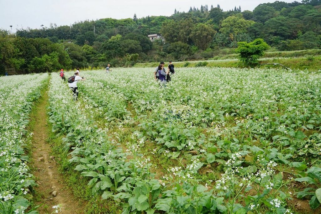 【三芝櫻花季賞櫻秘境推薦】八重櫻+紫藤花+杜鵑花盛開 小馬貝菈吃下午餐 三芝三生步道