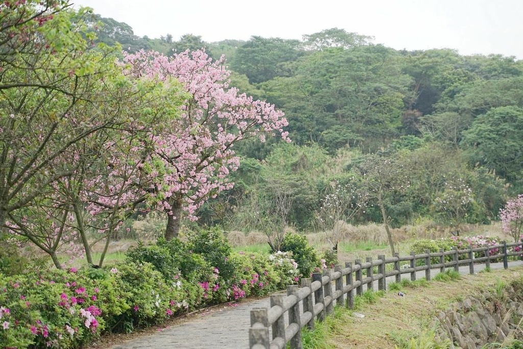 【三芝櫻花季賞櫻秘境推薦】八重櫻+紫藤花+杜鵑花盛開 小馬貝菈吃下午餐 三芝三生步道