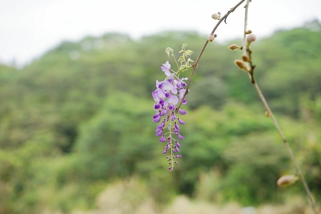 【三芝櫻花季賞櫻秘境推薦】八重櫻+紫藤花+杜鵑花盛開 小馬貝菈吃下午餐 三芝三生步道