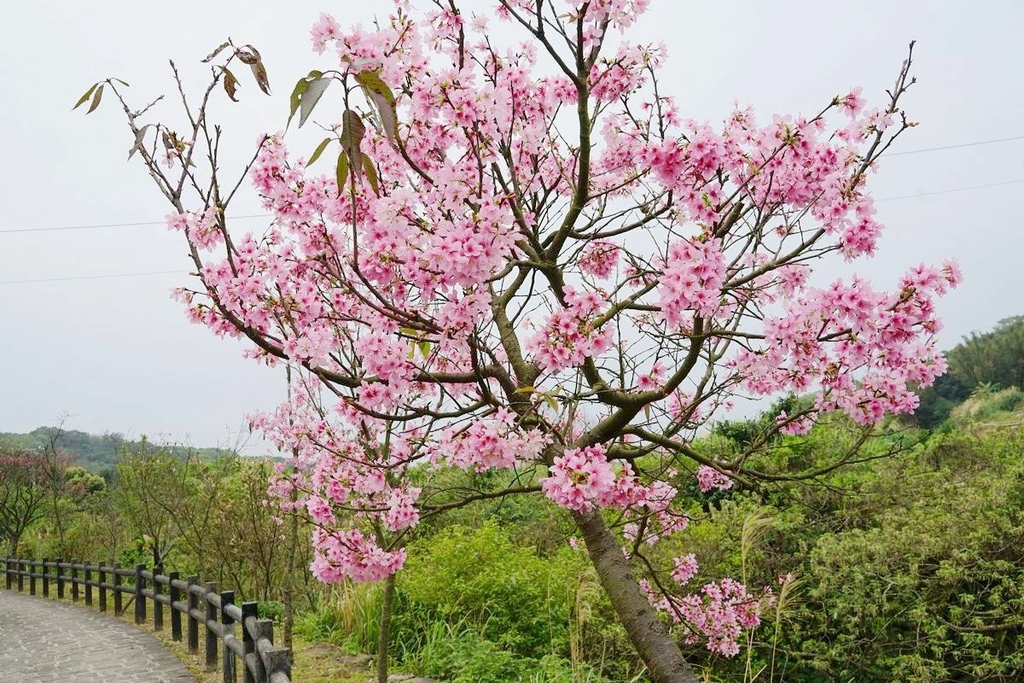 【三芝櫻花季賞櫻秘境推薦】八重櫻+紫藤花+杜鵑花盛開 小馬貝菈吃下午餐 三芝三生步道