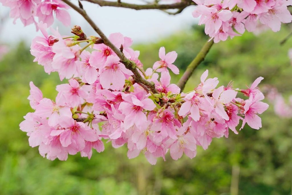 【三芝櫻花季賞櫻秘境推薦】八重櫻+紫藤花+杜鵑花盛開 小馬貝菈吃下午餐 三芝三生步道