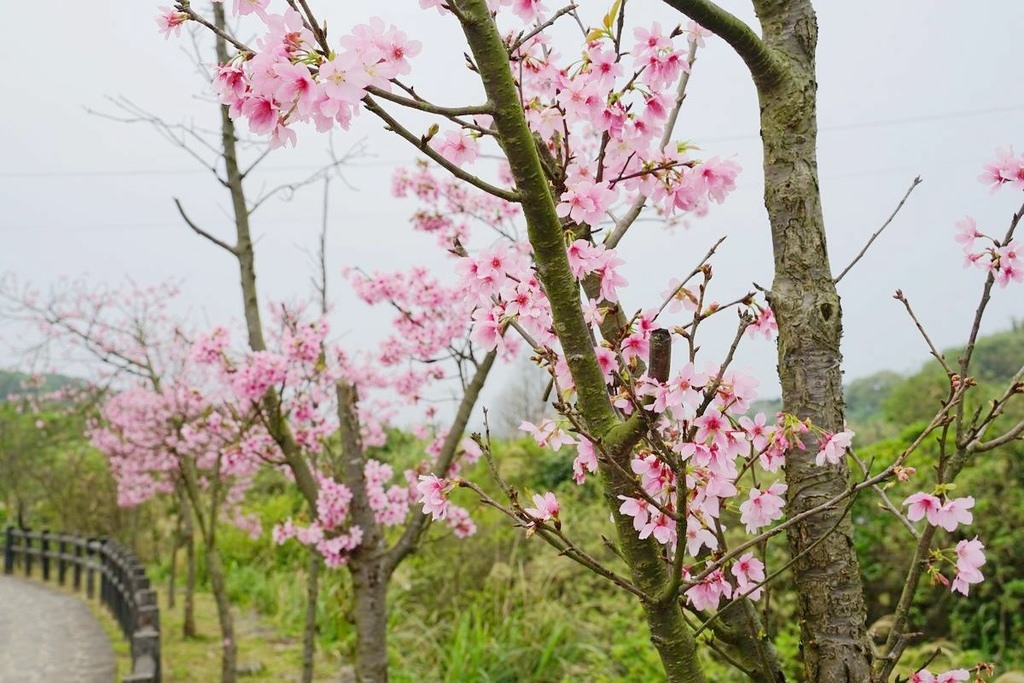 【三芝櫻花季賞櫻秘境推薦】八重櫻+紫藤花+杜鵑花盛開 小馬貝菈吃下午餐 三芝三生步道