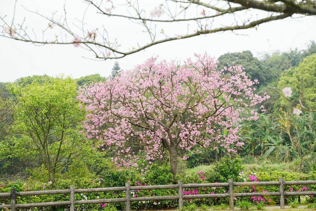 【三芝櫻花季賞櫻秘境推薦】八重櫻+紫藤花+杜鵑花盛開 小馬貝菈吃下午餐 三芝三生步道