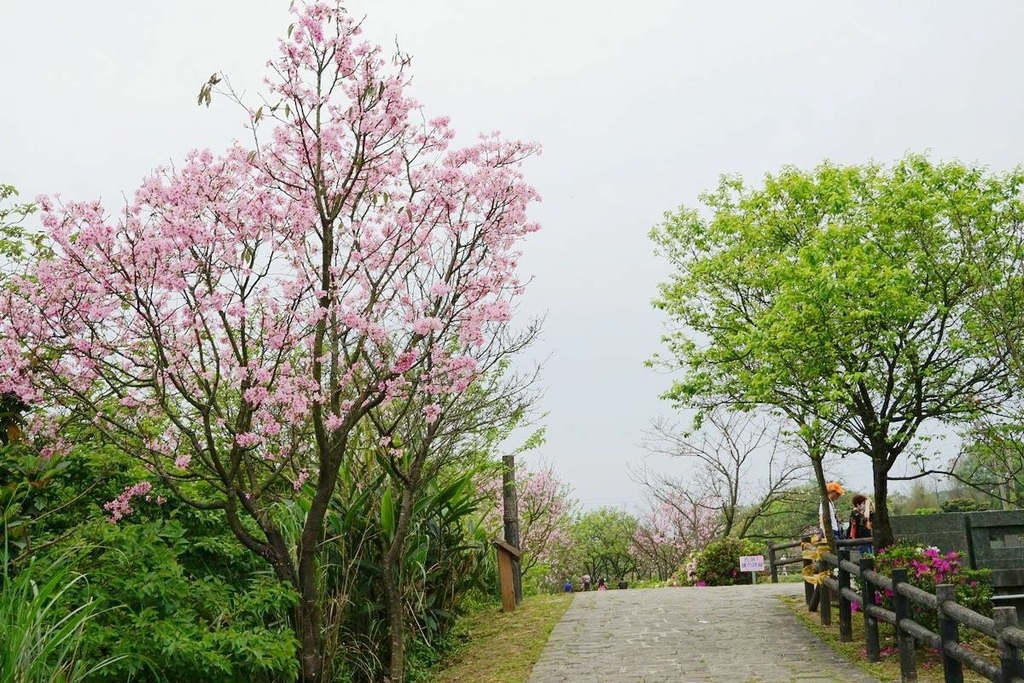 【三芝櫻花季賞櫻秘境推薦】八重櫻+紫藤花+杜鵑花盛開 小馬貝菈吃下午餐 三芝三生步道