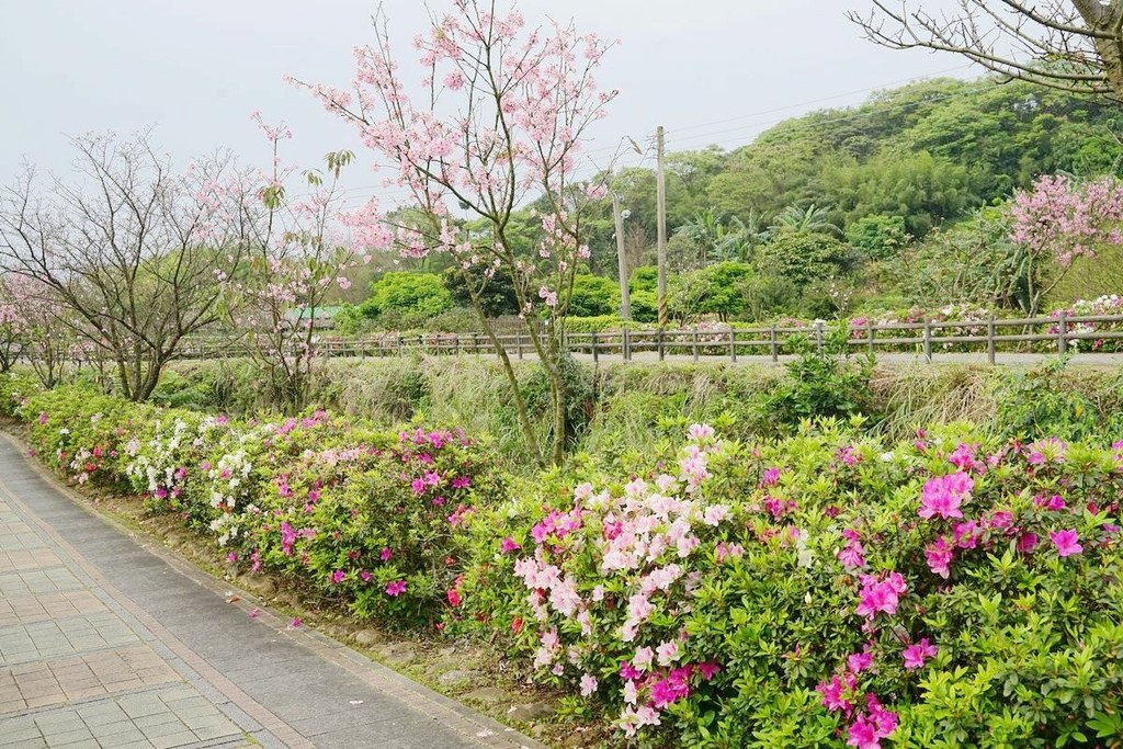 【三芝櫻花季賞櫻秘境推薦】八重櫻+紫藤花+杜鵑花盛開 小馬貝菈吃下午餐 三芝三生步道