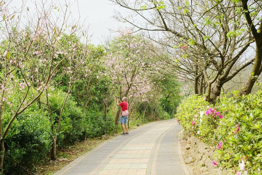 【三芝櫻花季賞櫻秘境推薦】八重櫻+紫藤花+杜鵑花盛開 小馬貝菈吃下午餐 三芝三生步道