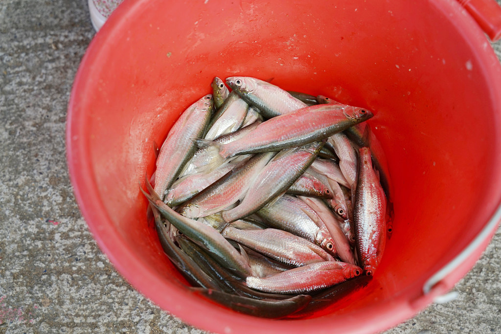 【台南激推親子景點】曾文水庫搭船趣 山豬島餵山豬 釣魚平台老鷹捕食秀