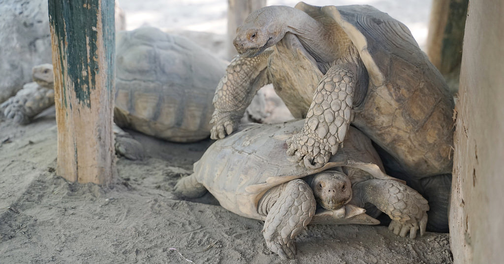 【台南親子景點推薦】南台灣最大野生動物園 玩整天都玩不夠 頑皮世界野生動物園