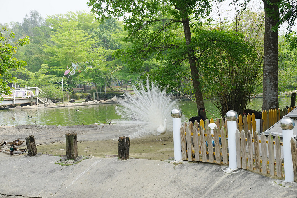 【台南親子景點推薦】南台灣最大野生動物園 玩整天都玩不夠 頑皮世界野生動物園