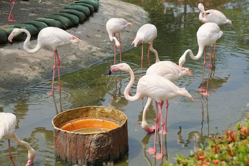 【台南親子景點推薦】南台灣最大野生動物園 玩整天都玩不夠 頑皮世界野生動物園