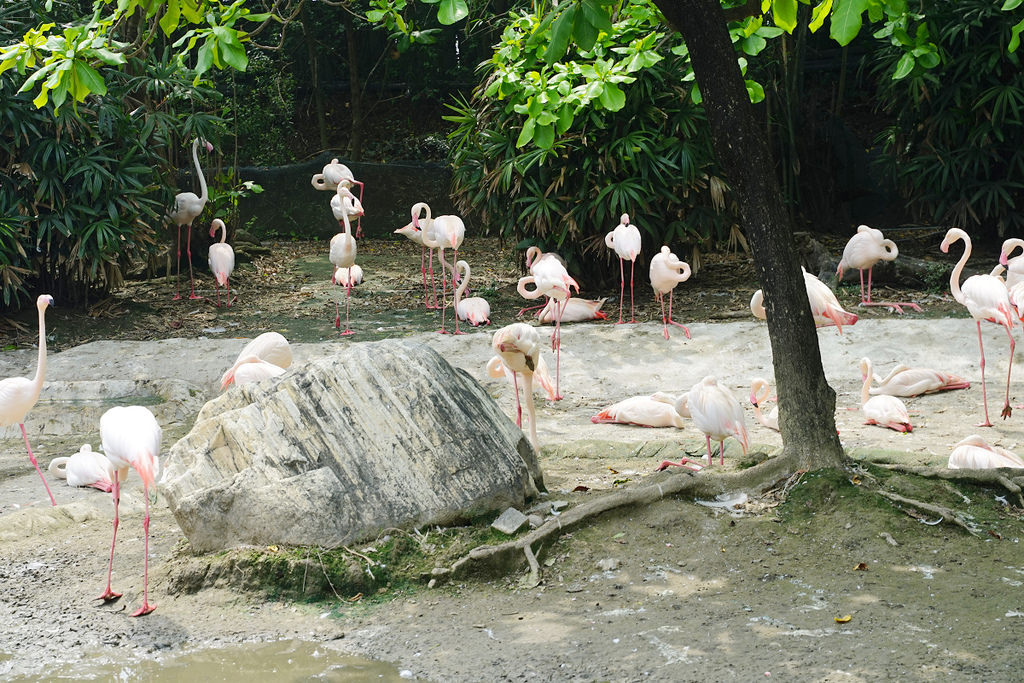 【台南親子景點推薦】南台灣最大野生動物園 玩整天都玩不夠 頑皮世界野生動物園