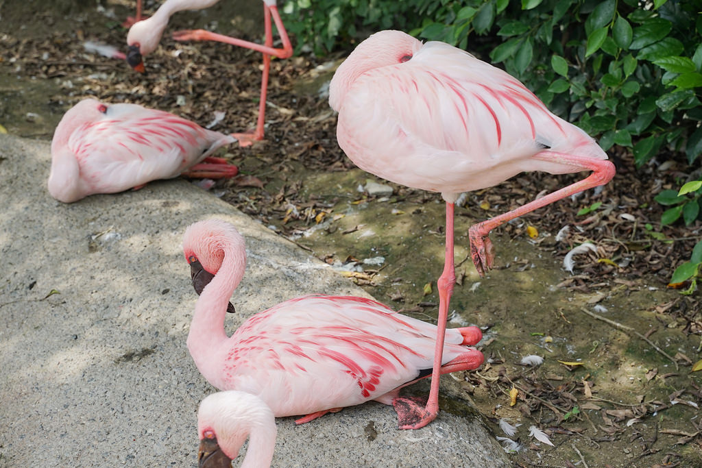 【台南親子景點推薦】南台灣最大野生動物園 玩整天都玩不夠 頑皮世界野生動物園