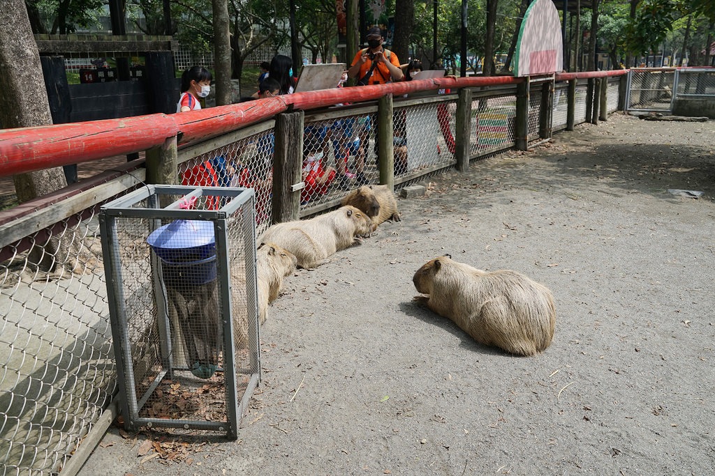 【台南親子景點推薦】南台灣最大野生動物園 玩整天都玩不夠 頑皮世界野生動物園