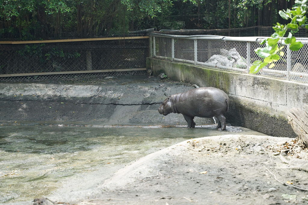 【台南親子景點推薦】南台灣最大野生動物園 玩整天都玩不夠 頑皮世界野生動物園